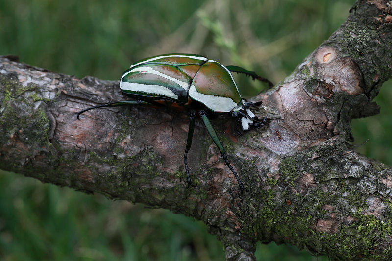 Dicronorrhina derbyana derbyana var. layardi